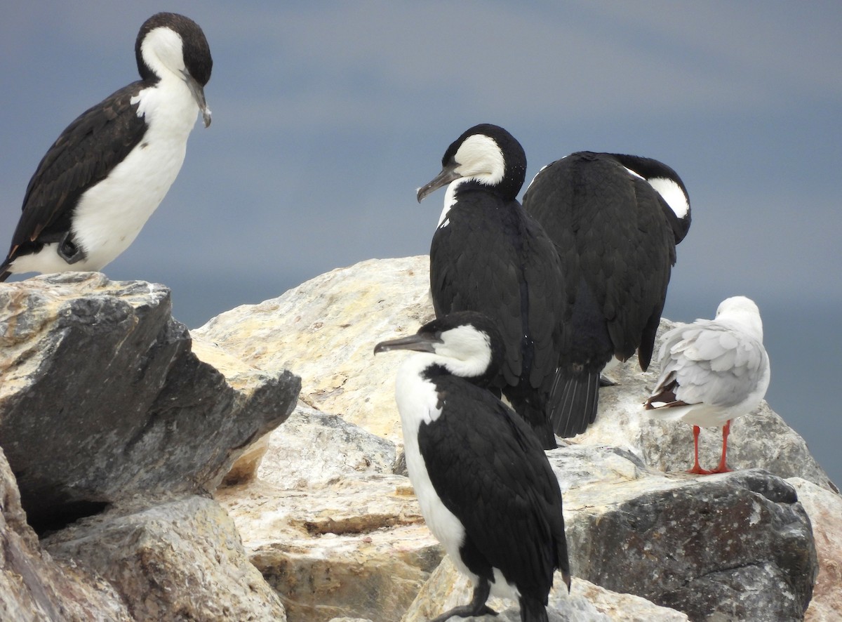 Black-faced Cormorant - FERNANDO GUTIERREZ