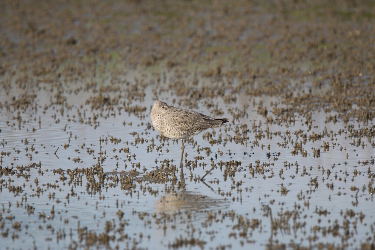 Willet - ML613410331