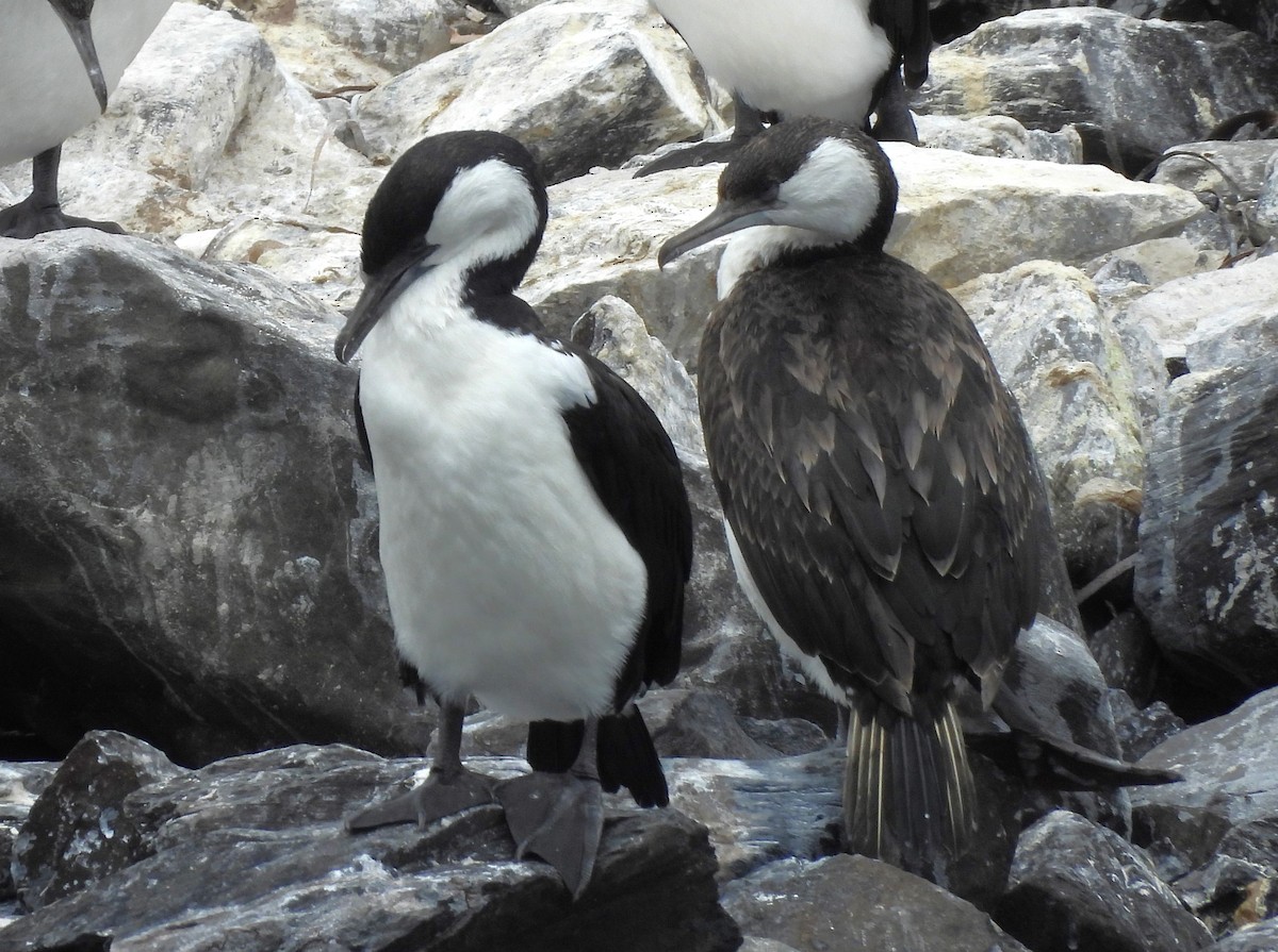 Black-faced Cormorant - ML613410333