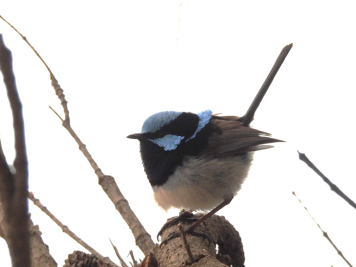 Superb Fairywren - ML613410353