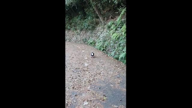 Swinhoe's Pheasant - ML613410357