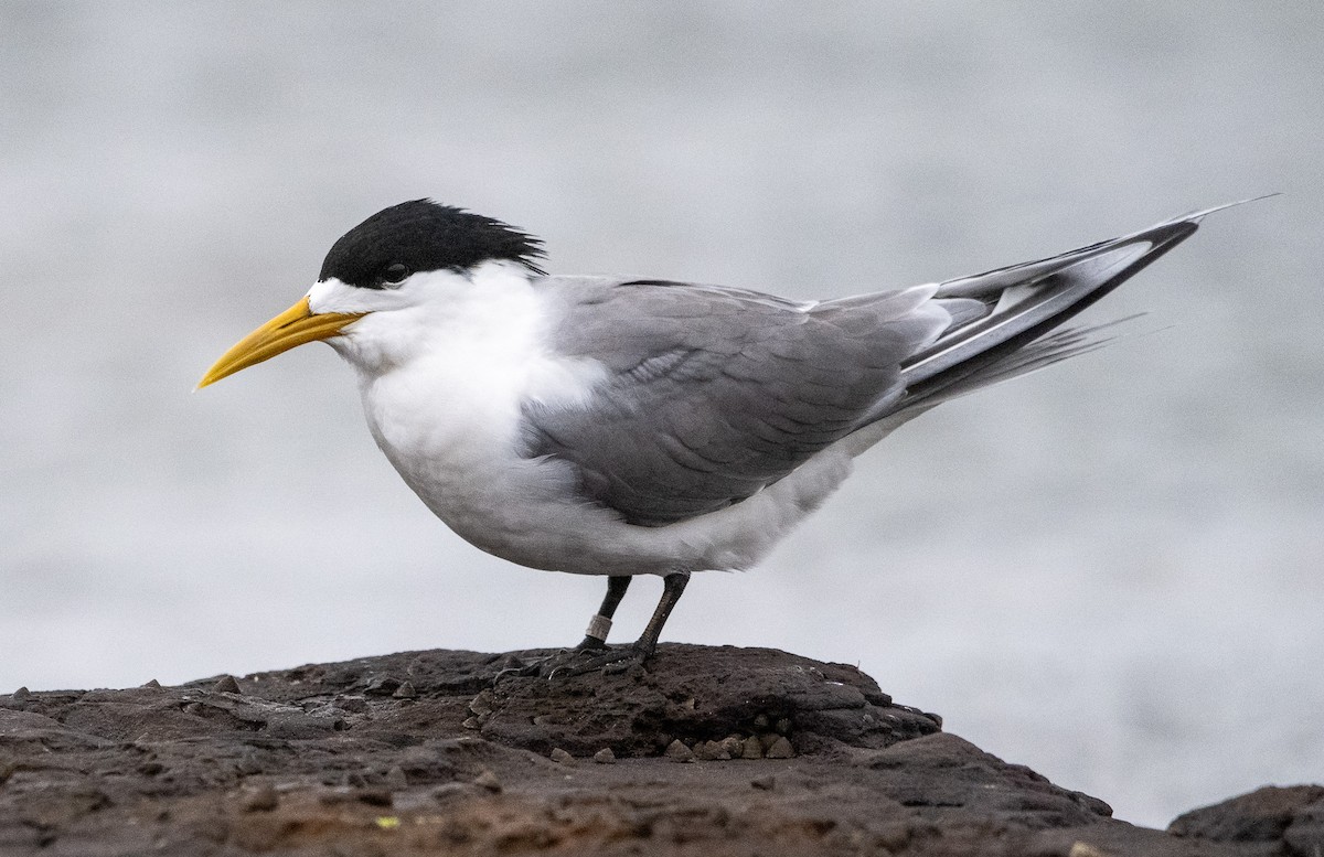 Great Crested Tern - ML613410389