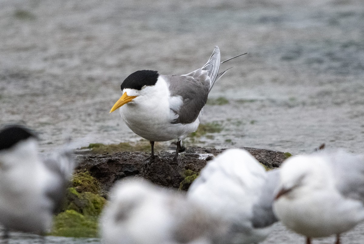 Great Crested Tern - ML613410390