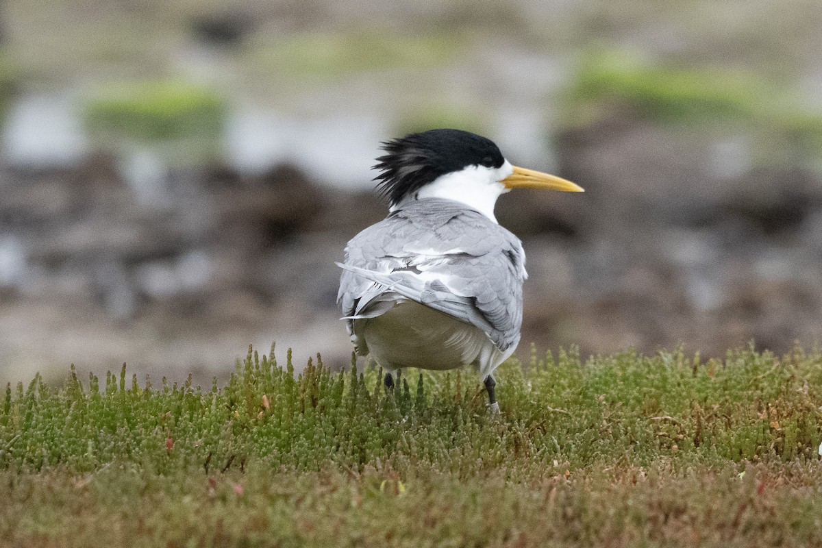 Great Crested Tern - ML613410391