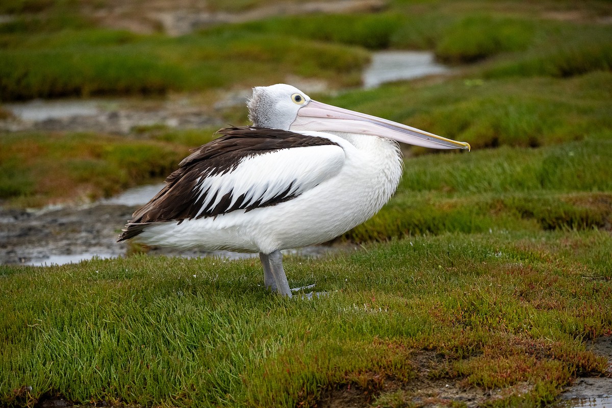 Australian Pelican - Anil Nair