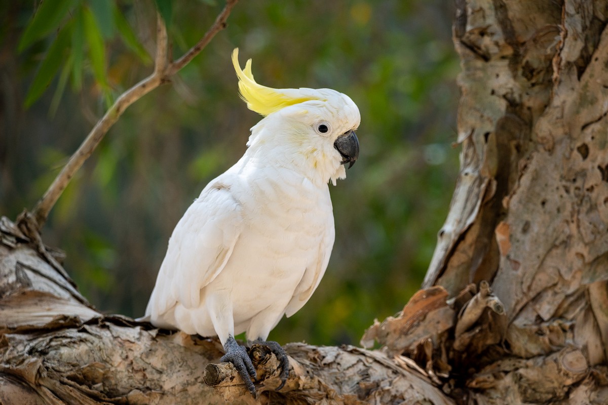 Sulphur-crested Cockatoo - Anil Nair