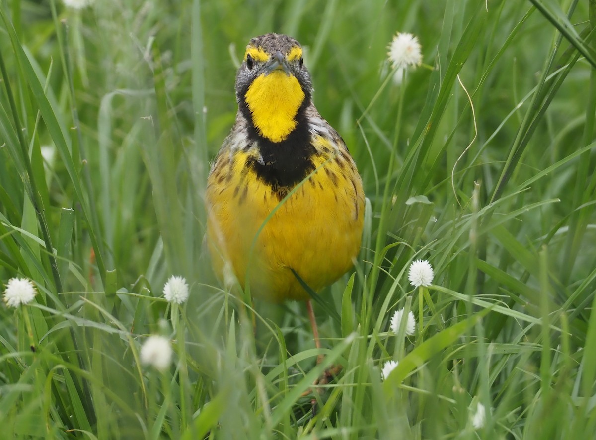 Yellow-throated Longclaw - ML613410414