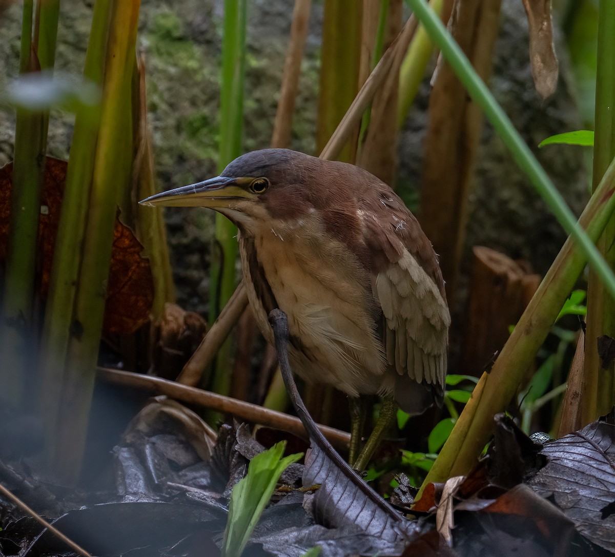 Schrenck's Bittern - ML613410418