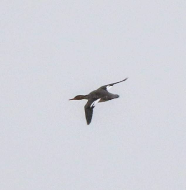 Red-breasted Merganser - Phil Mills