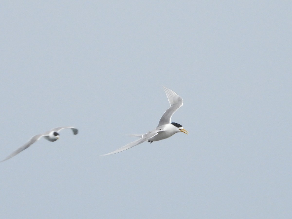 Great Crested Tern - ML613410466