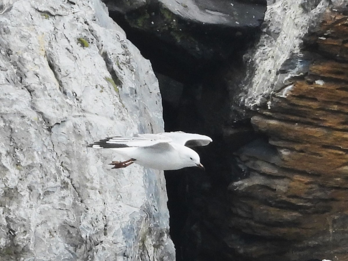 Silver Gull - ML613410476