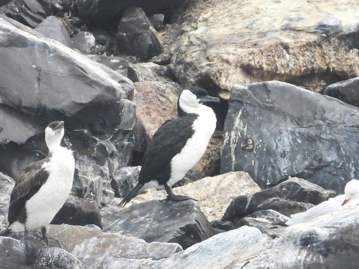 Black-faced Cormorant - ML613410479