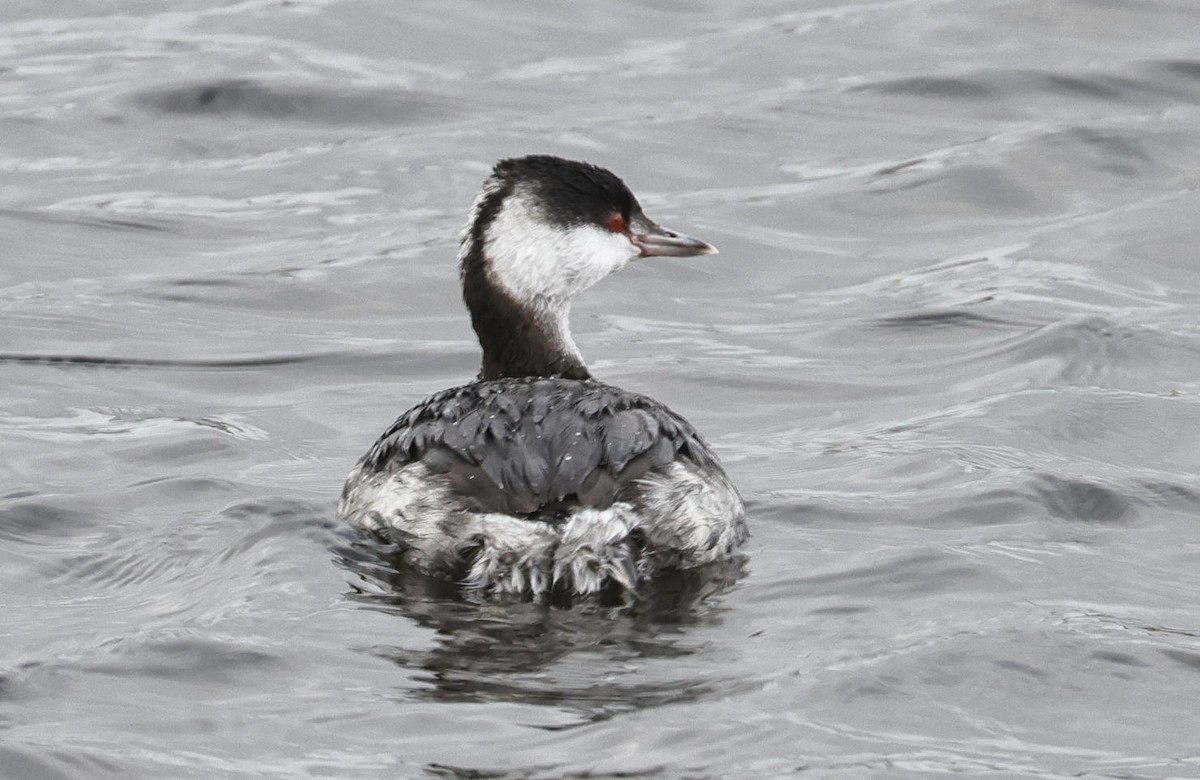 Horned Grebe - ML613410558