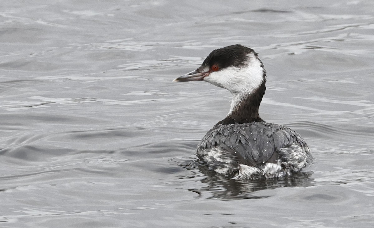 Horned Grebe - Mark Dennis