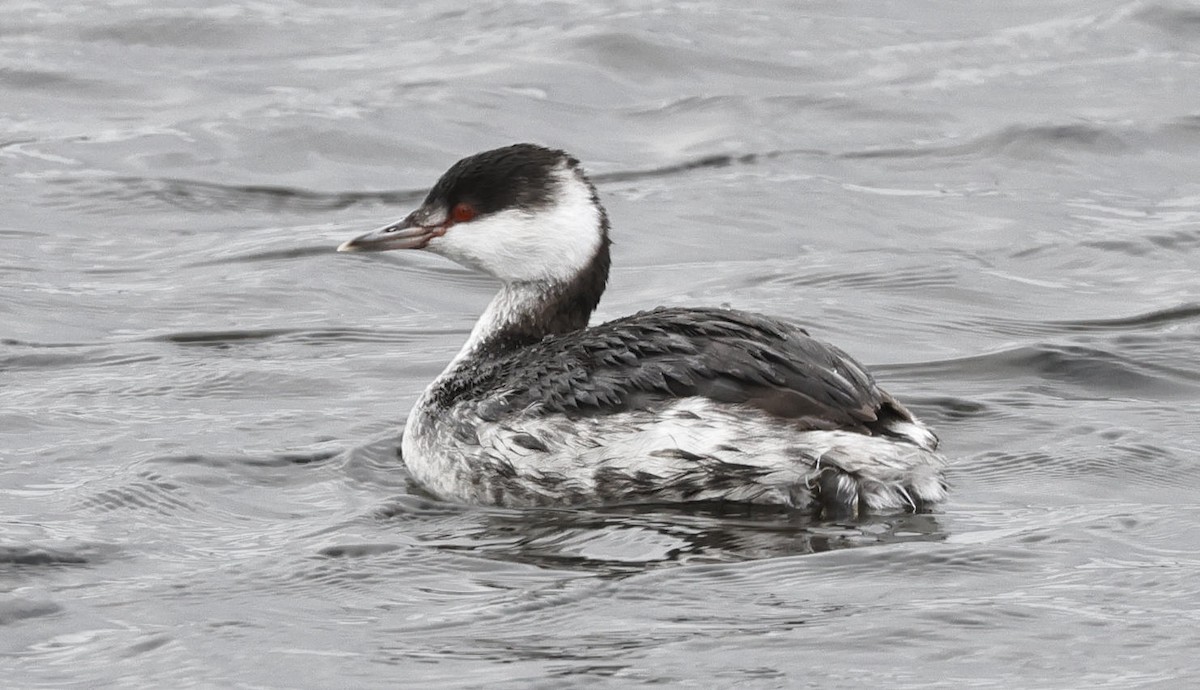 Horned Grebe - ML613410560