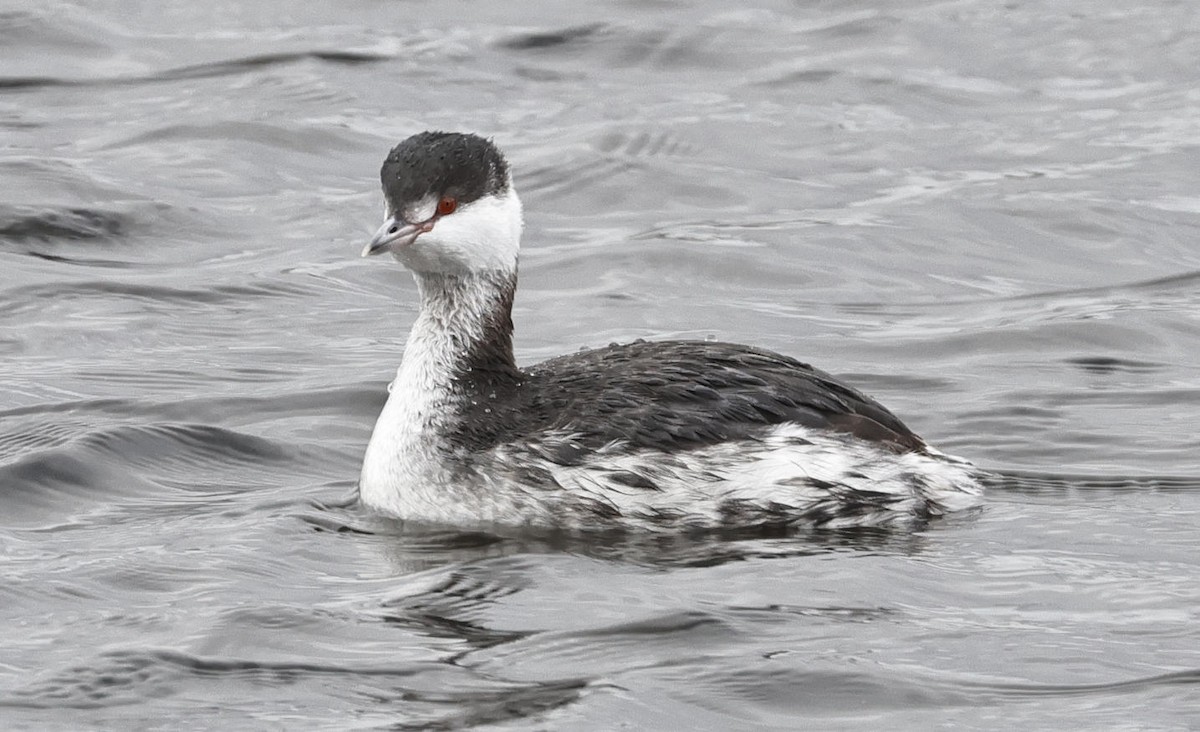 Horned Grebe - Mark Dennis