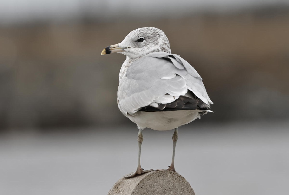 Ring-billed Gull - ML613410563