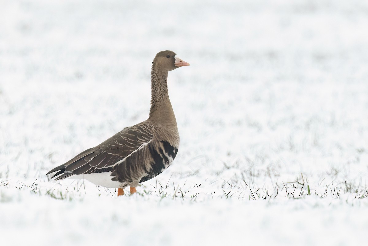 Greater White-fronted Goose - ML613410583