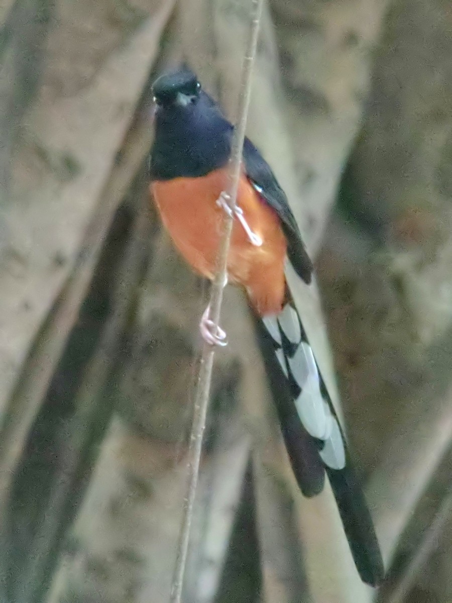 White-rumped Shama - Charles Lam