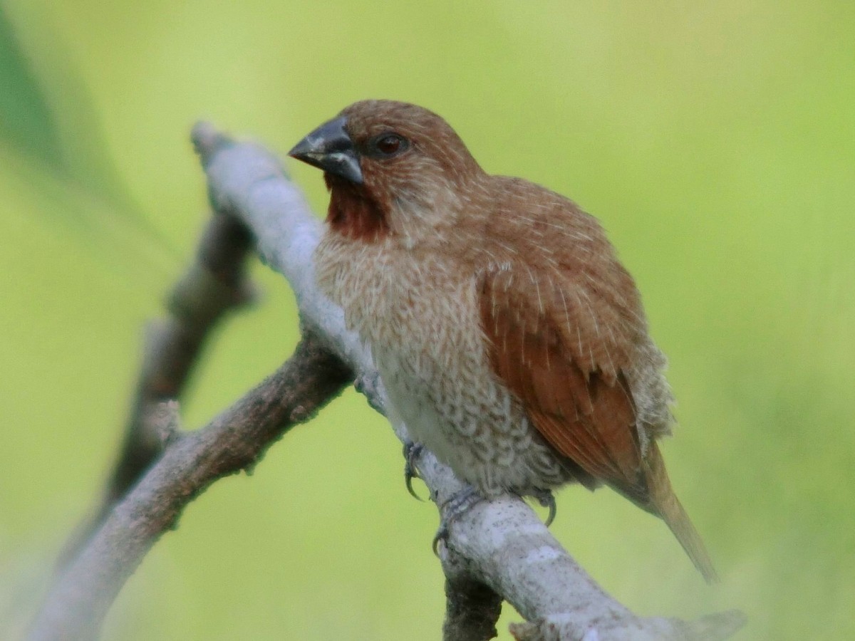 Scaly-breasted Munia - ML613410618