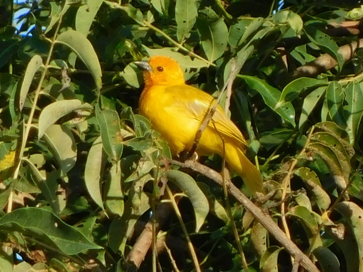 Golden Palm Weaver - ML613410686