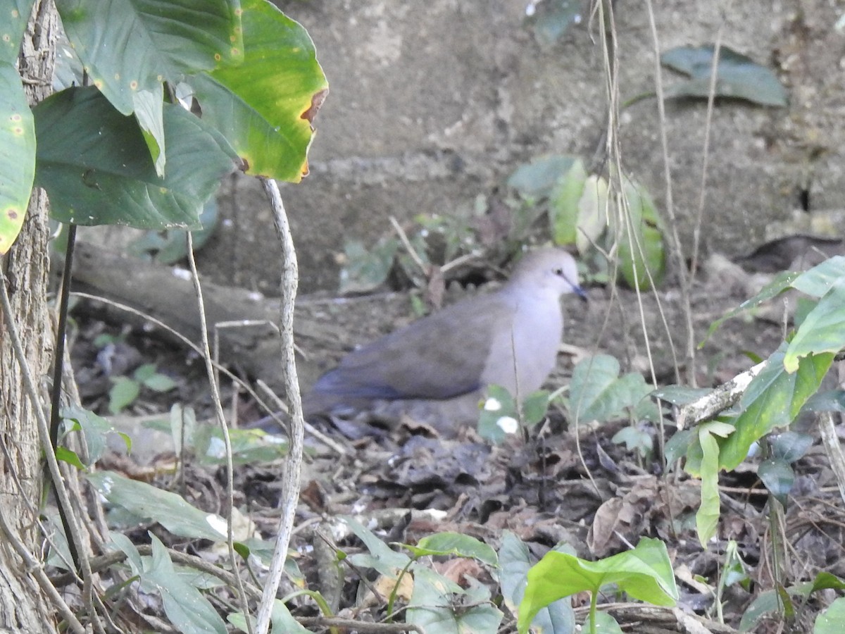 White-tipped Dove - ML613410708