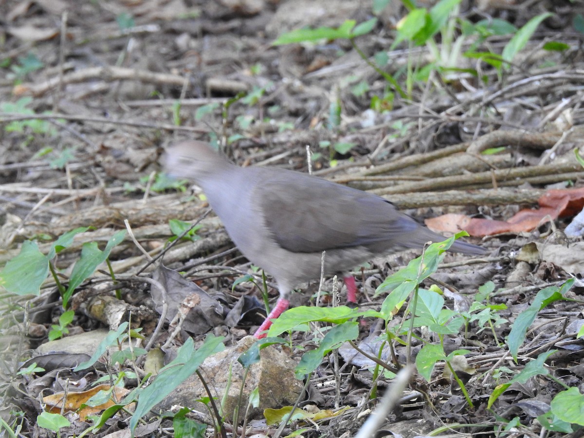 White-tipped Dove - ML613410770