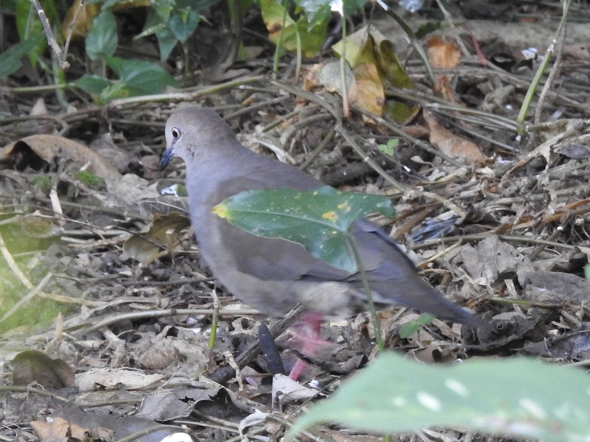 White-tipped Dove - ML613410771