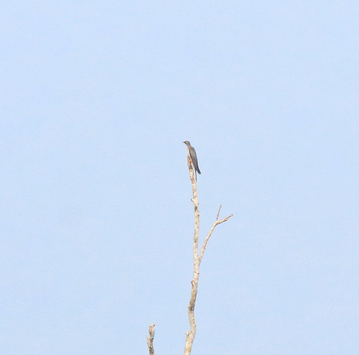 Common Cuckoo - ML613410818