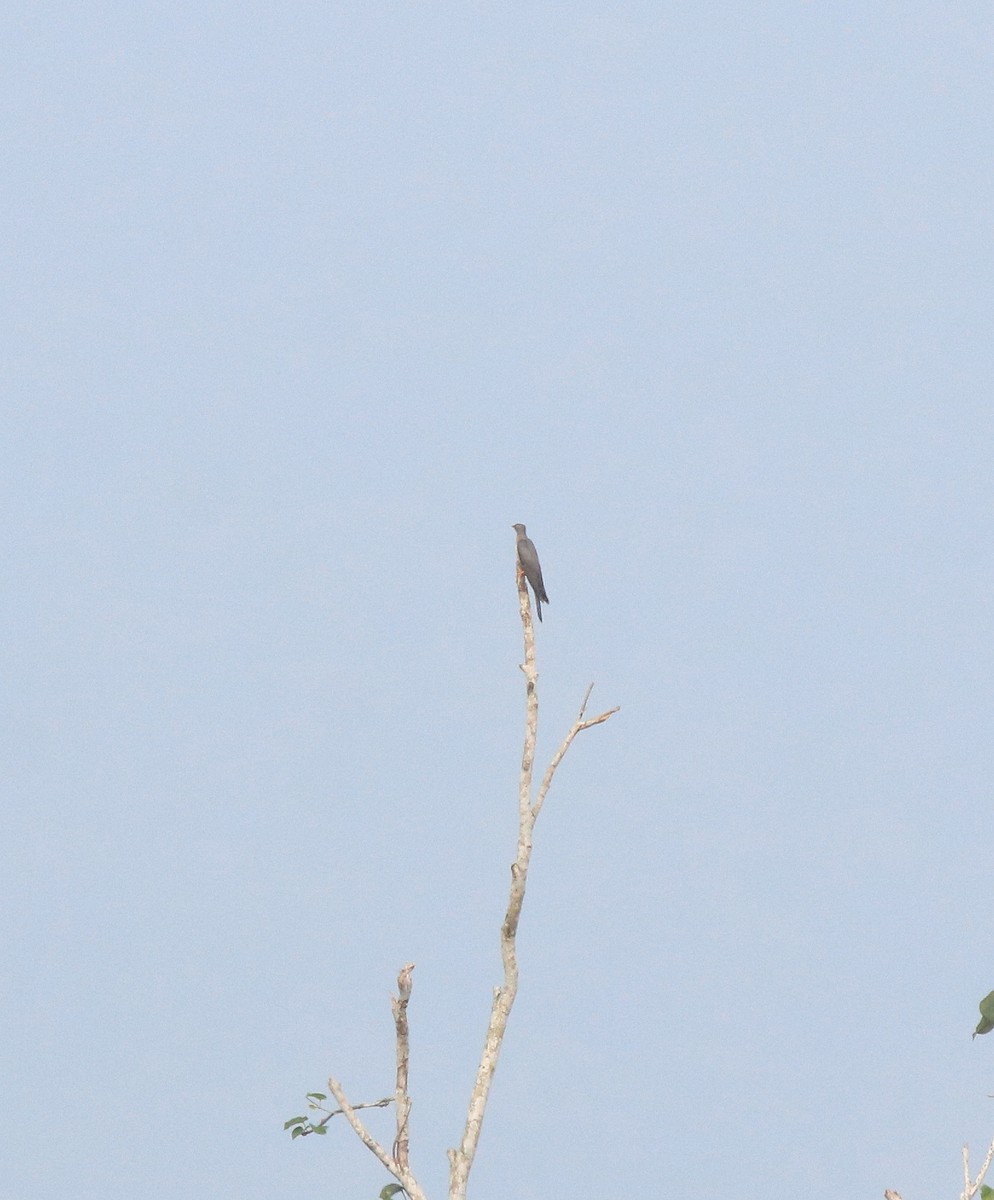 Common Cuckoo - ML613410819
