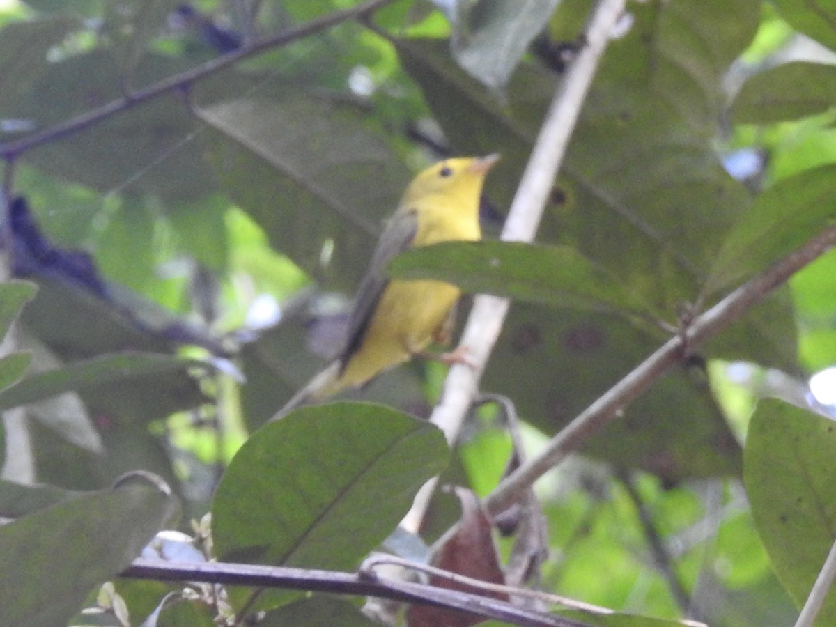 Yellow Warbler - ML613410855