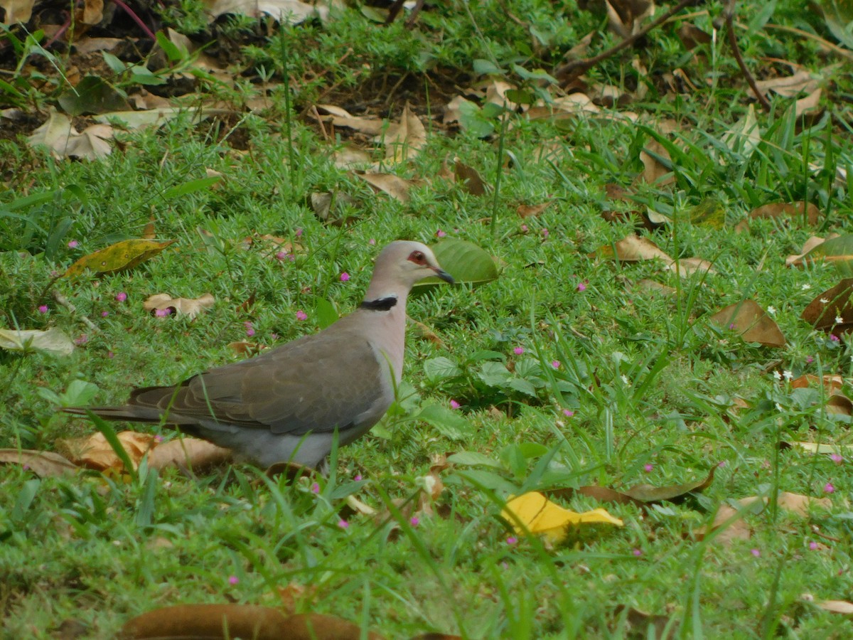 Red-eyed Dove - ML613410884