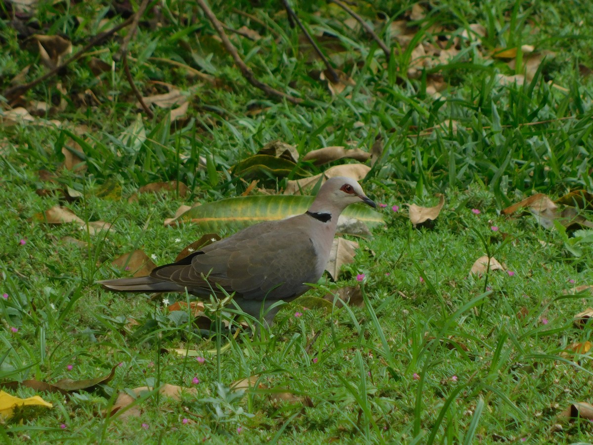 Red-eyed Dove - ML613410887