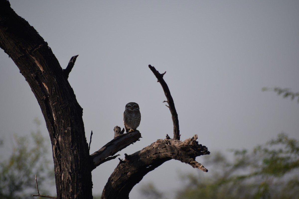 Spotted Owlet - Vipin Rao