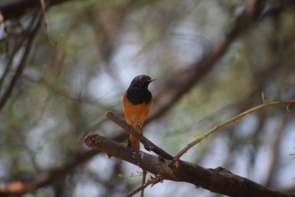 Black Redstart - Vipin Rao