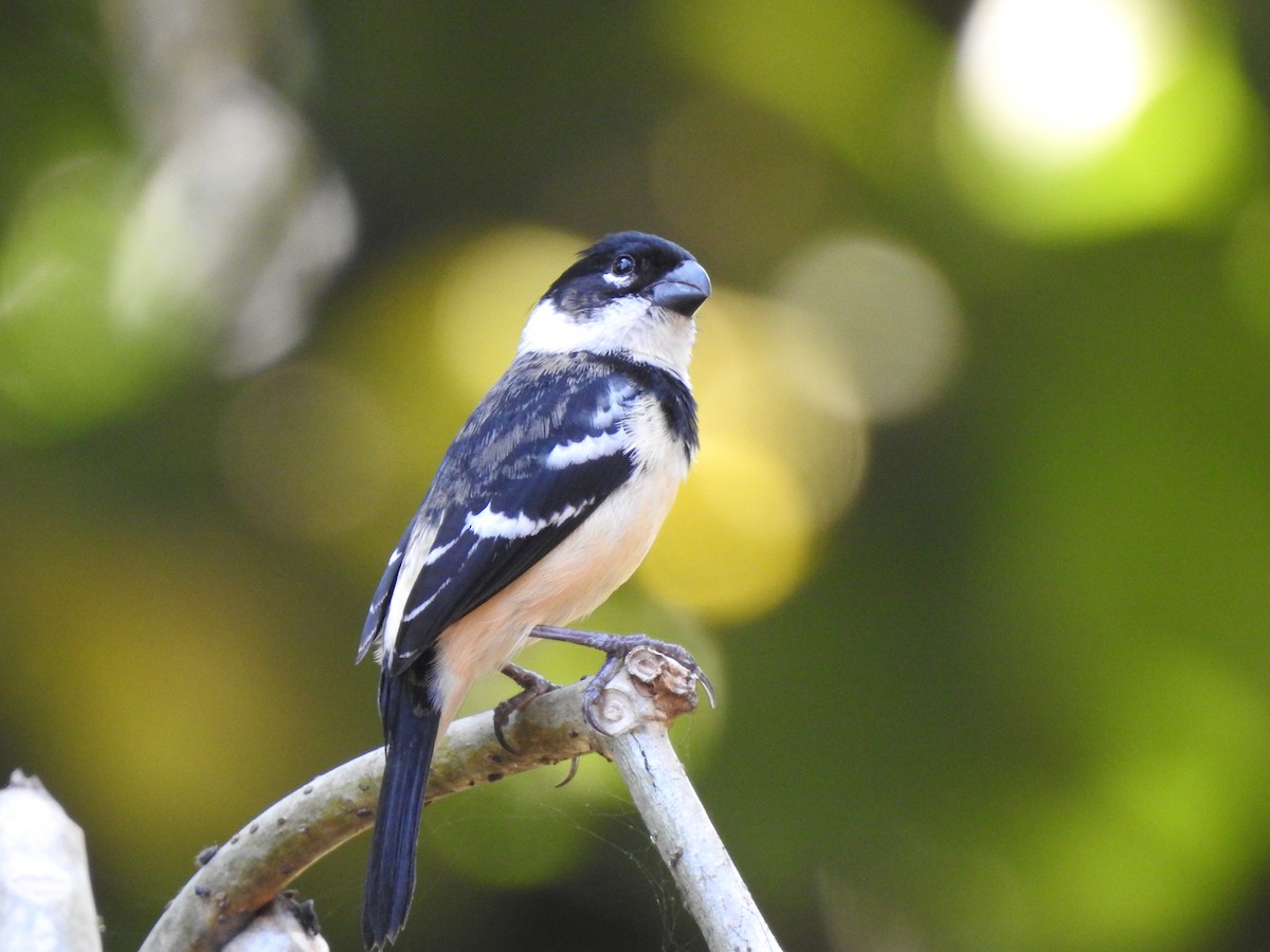 Morelet's Seedeater - ML613410949