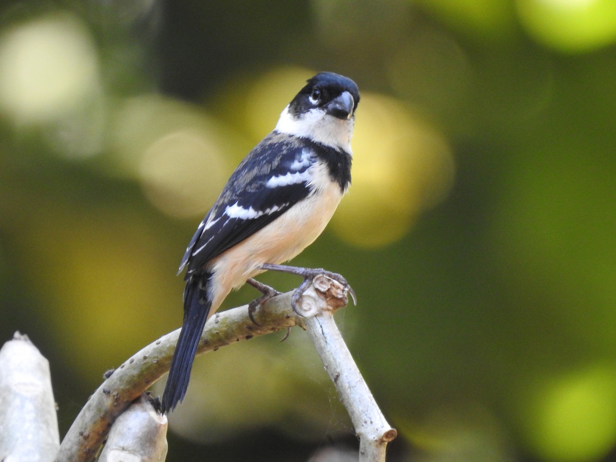 Morelet's Seedeater - ML613410950