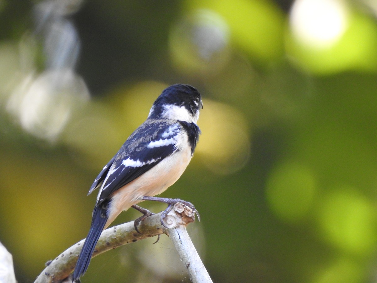 Morelet's Seedeater - ML613410954