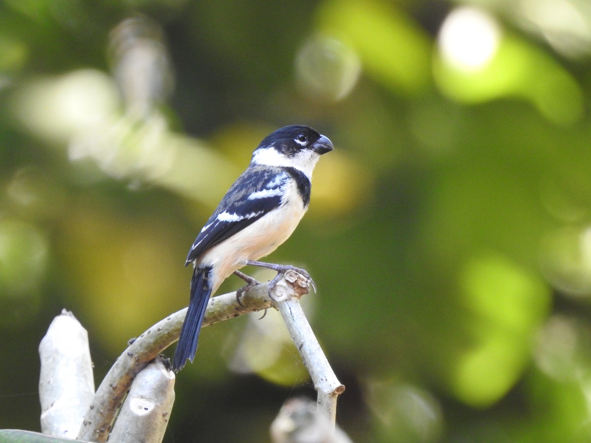 Morelet's Seedeater - ML613410956