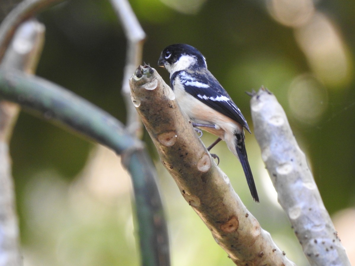 Morelet's Seedeater - ML613410959