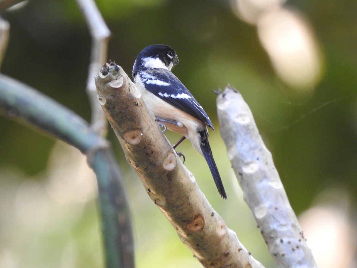 Morelet's Seedeater - ML613410960