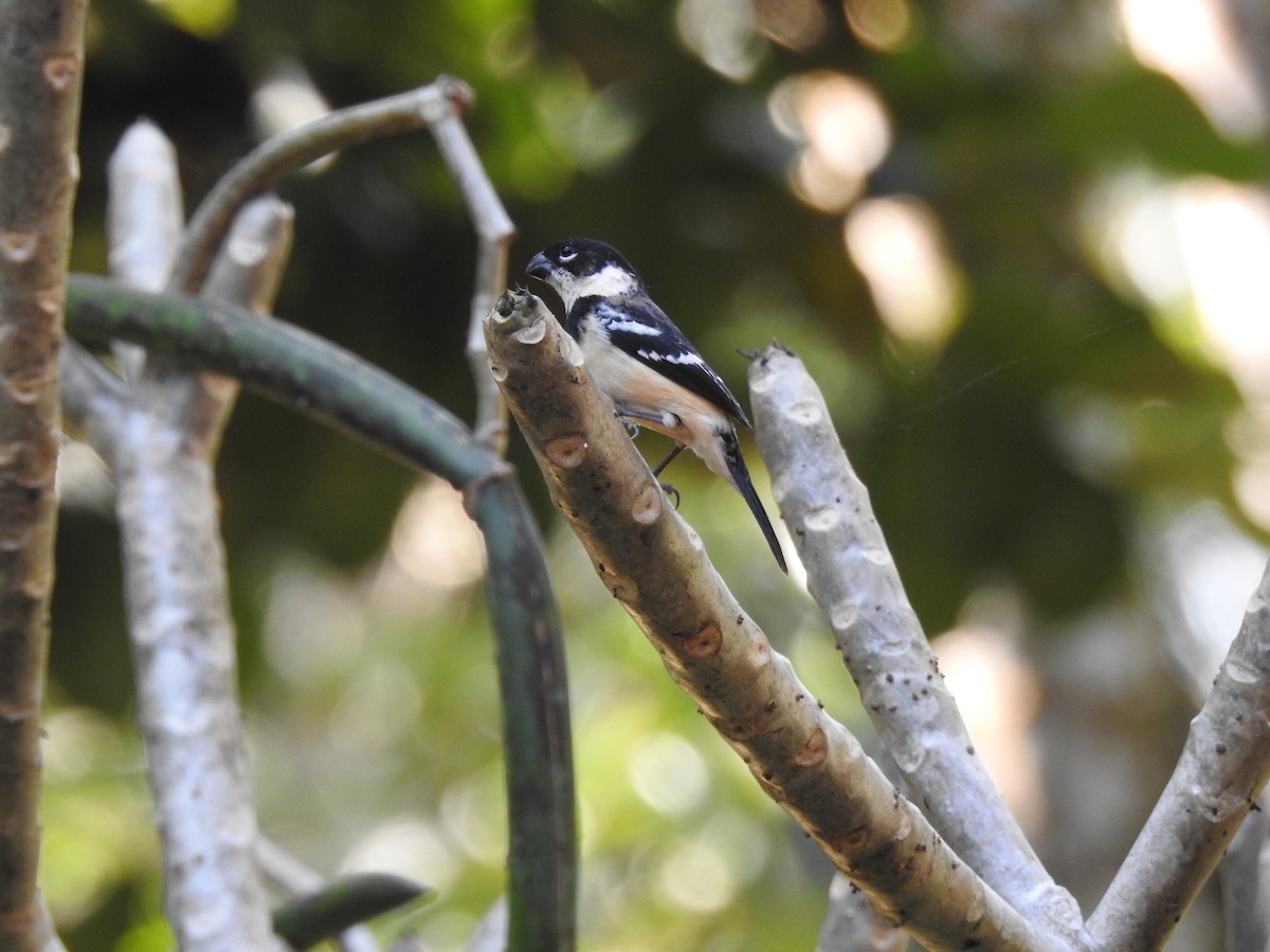 Morelet's Seedeater - ML613410962