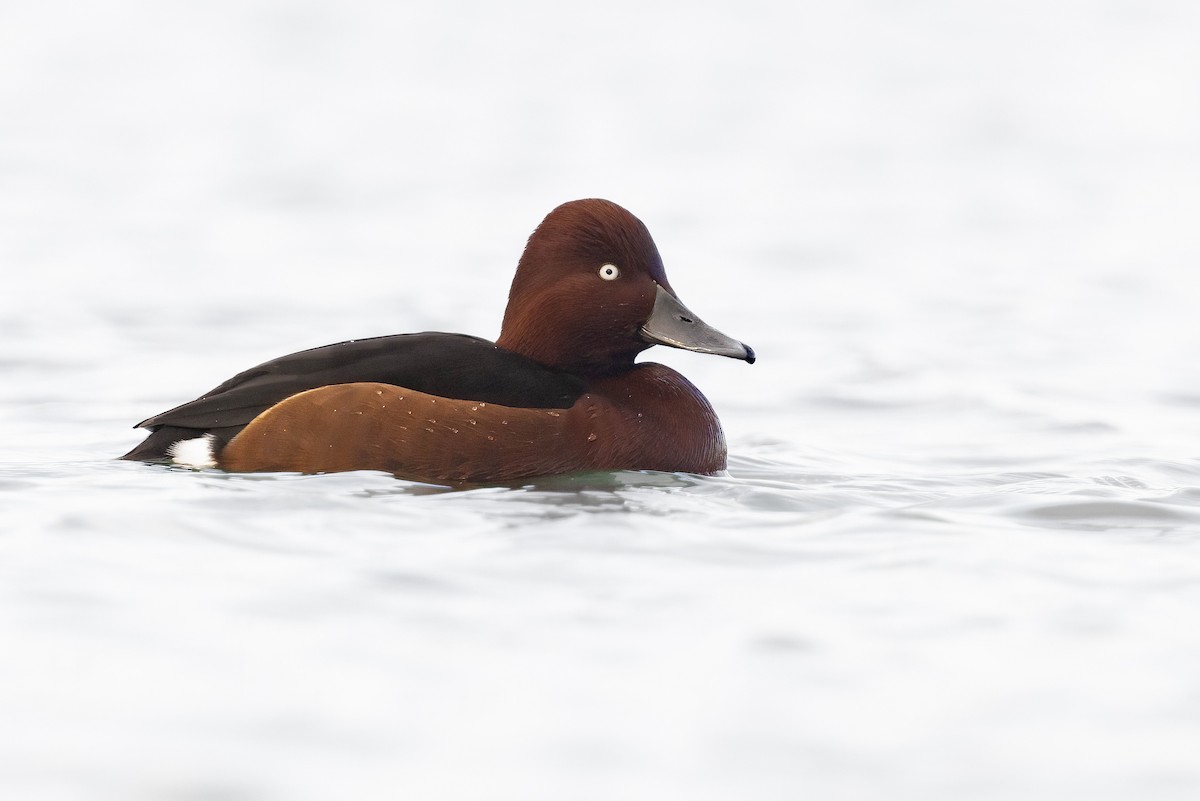 Ferruginous Duck - ML613410965