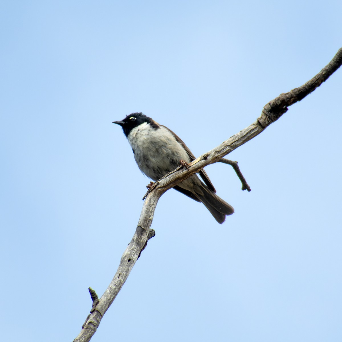 Black-headed Honeyeater - ML613411201