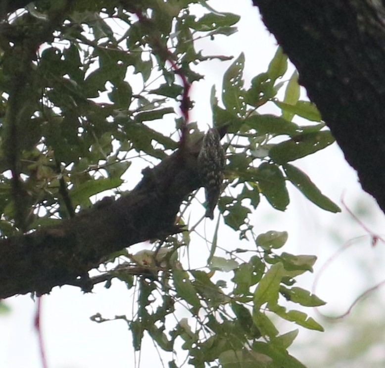 Indian Spotted Creeper - ML613411240