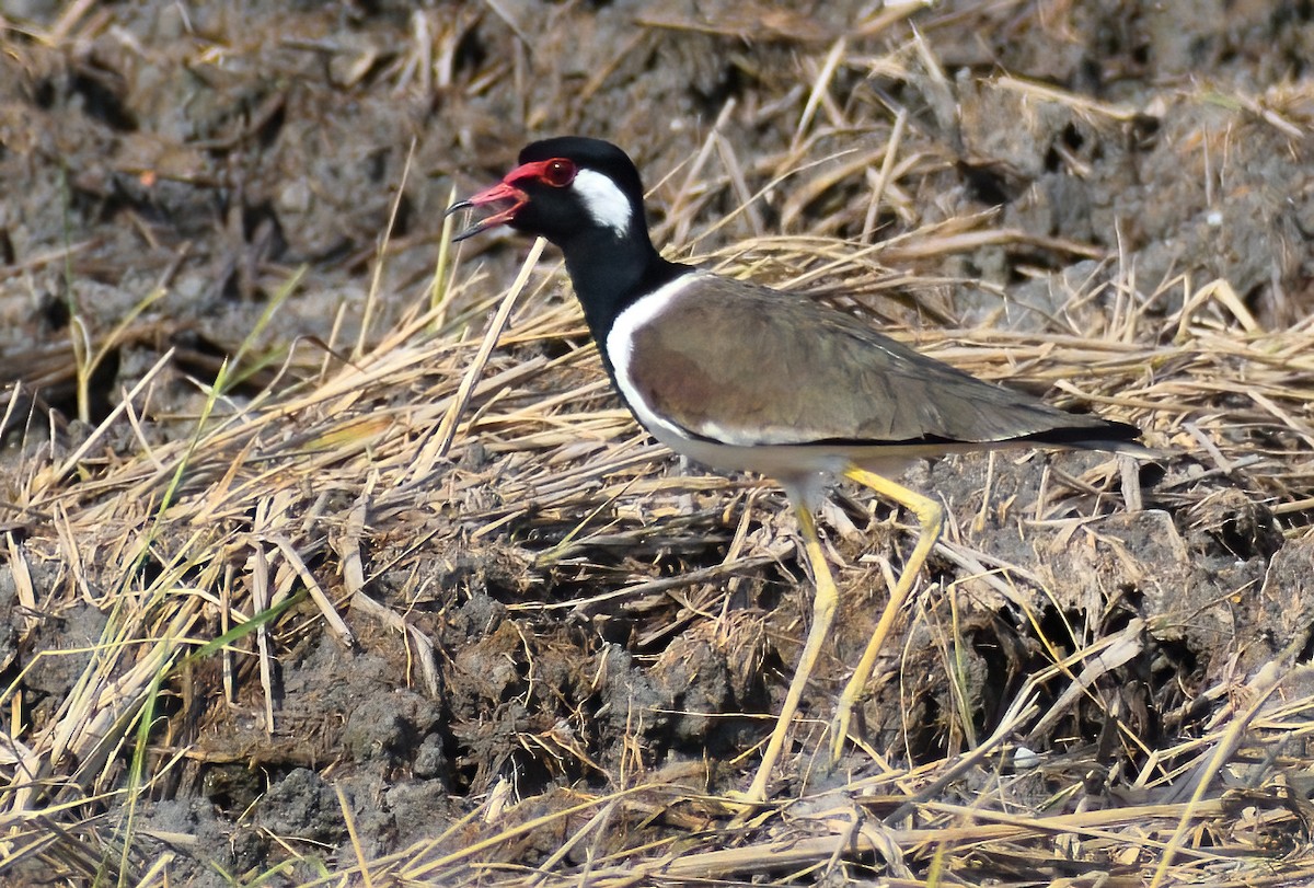 Red-wattled Lapwing - ML613411312