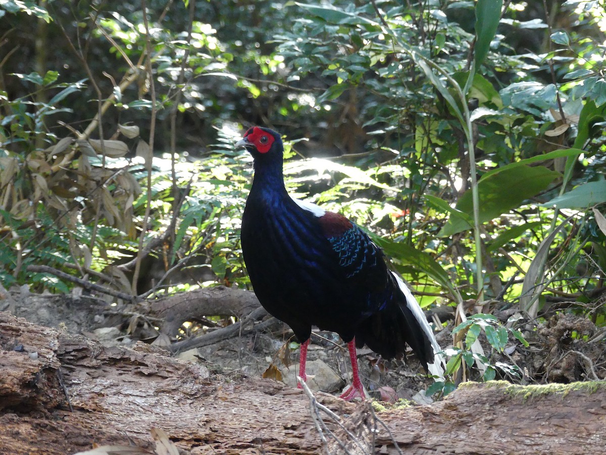 Swinhoe's Pheasant - ML613411326