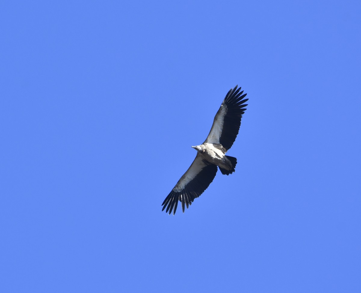 Himalayan Griffon - ML613411367