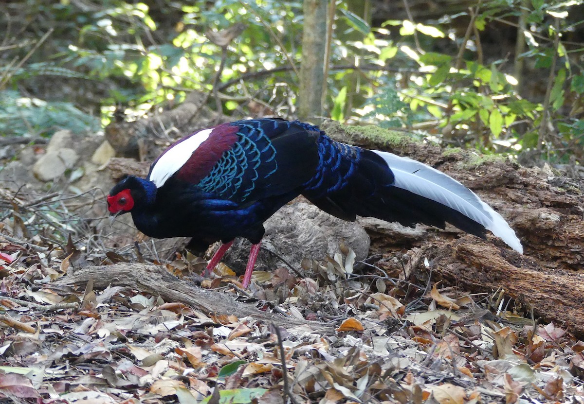 Swinhoe's Pheasant - ML613411371