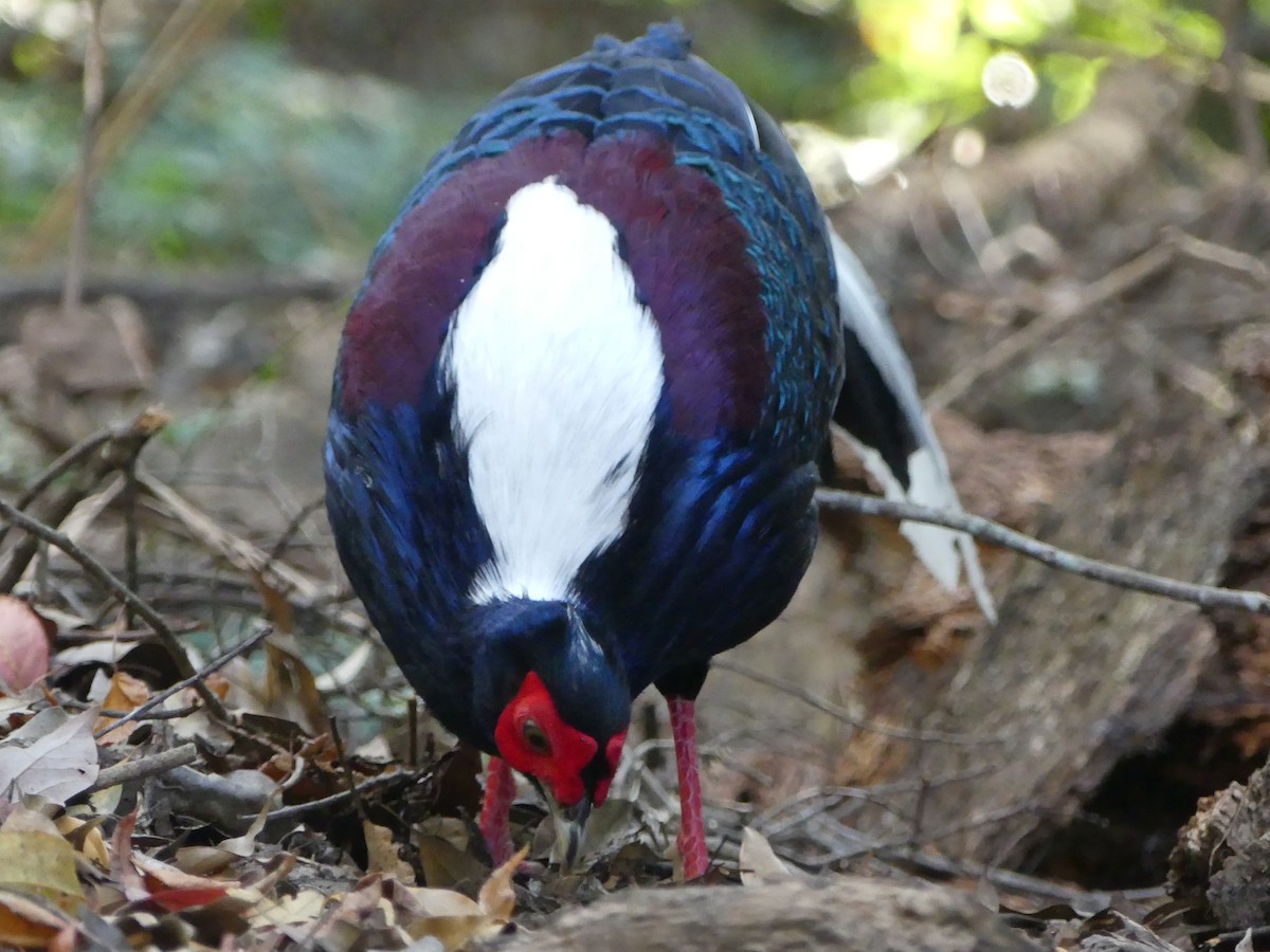 Swinhoe's Pheasant - ML613411379
